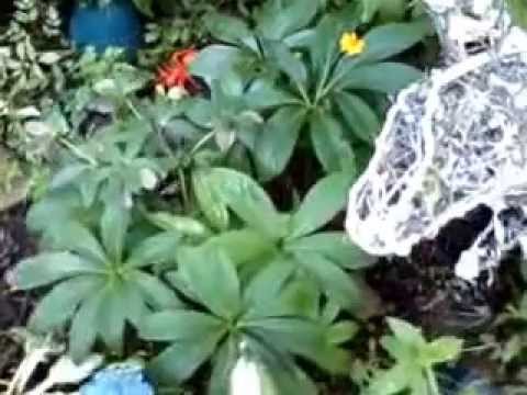 Taong hindi mawawala sa Ducane Kung paano mangayayat bіstro