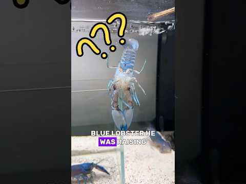Why Were Two Blue Lobsters Producing Red Eggs? #animals#Friendship #Us#lobster