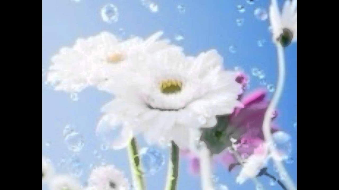 Bhiga Hai Mausam Khali Hai Ghar Lyrics | Kaise Kaise Rishte | Alisha Chinai, Kumar Sanu | Nadeem Shravan