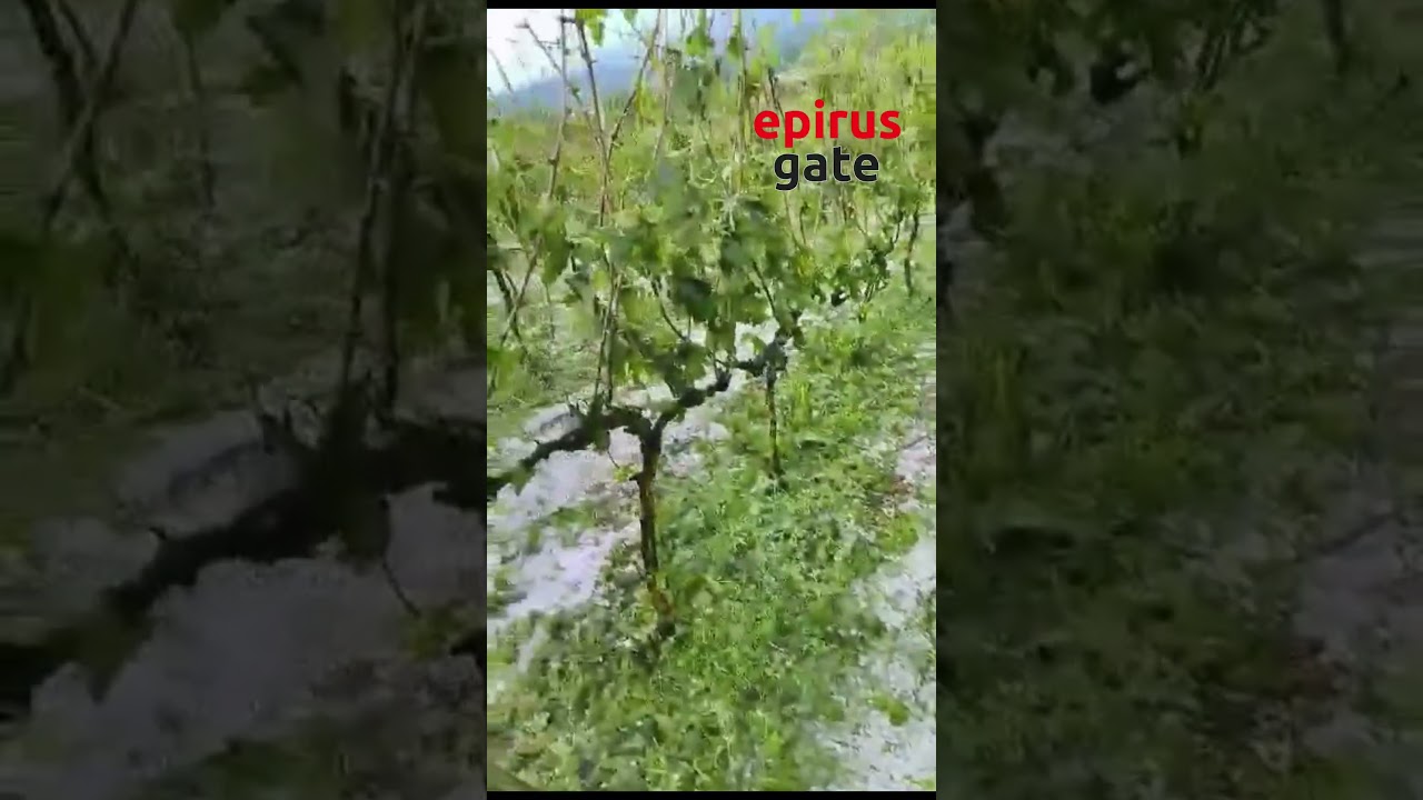 Καταστροφή στα αμπέλια στη Ζίτσα μετά το απογευματινό χαλάζι – Σε 15 λεπτά δεν έμεινε τίποτα όρθιο