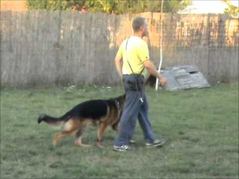 German Shepherd Esko od Lipovog Lada