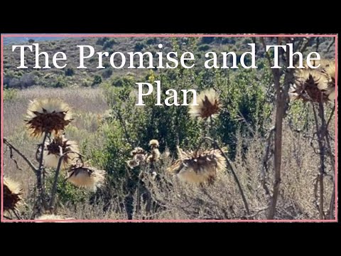 🔴Understanding The Promise And the Plan of God in Our Lives!