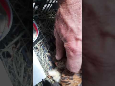 [DZIJO KARKONOSZ] SERAMA …kwoka z małymi