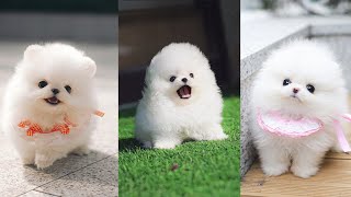 Teacup Pomeranian - Cutest Micro Pomeranian Puppies Video Compilation