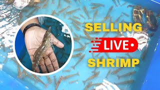 ENG & MALAY SUB) Who Can You Sell Your Live Shrimp to?