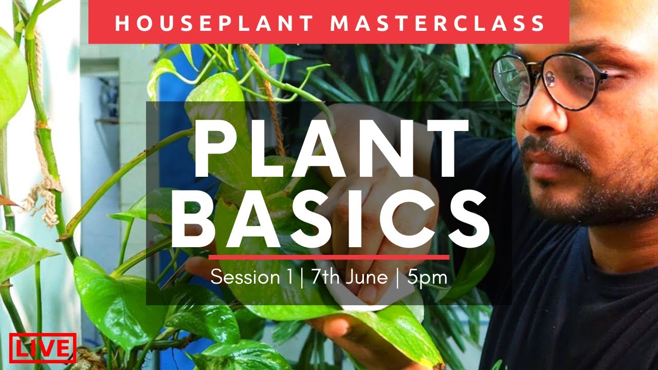 Houseplant Masterclass: Learn Plant Basics | Session 1