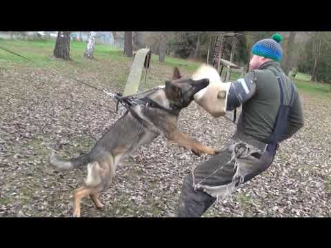 Genessis Orrylordblack - Protection 11/2020