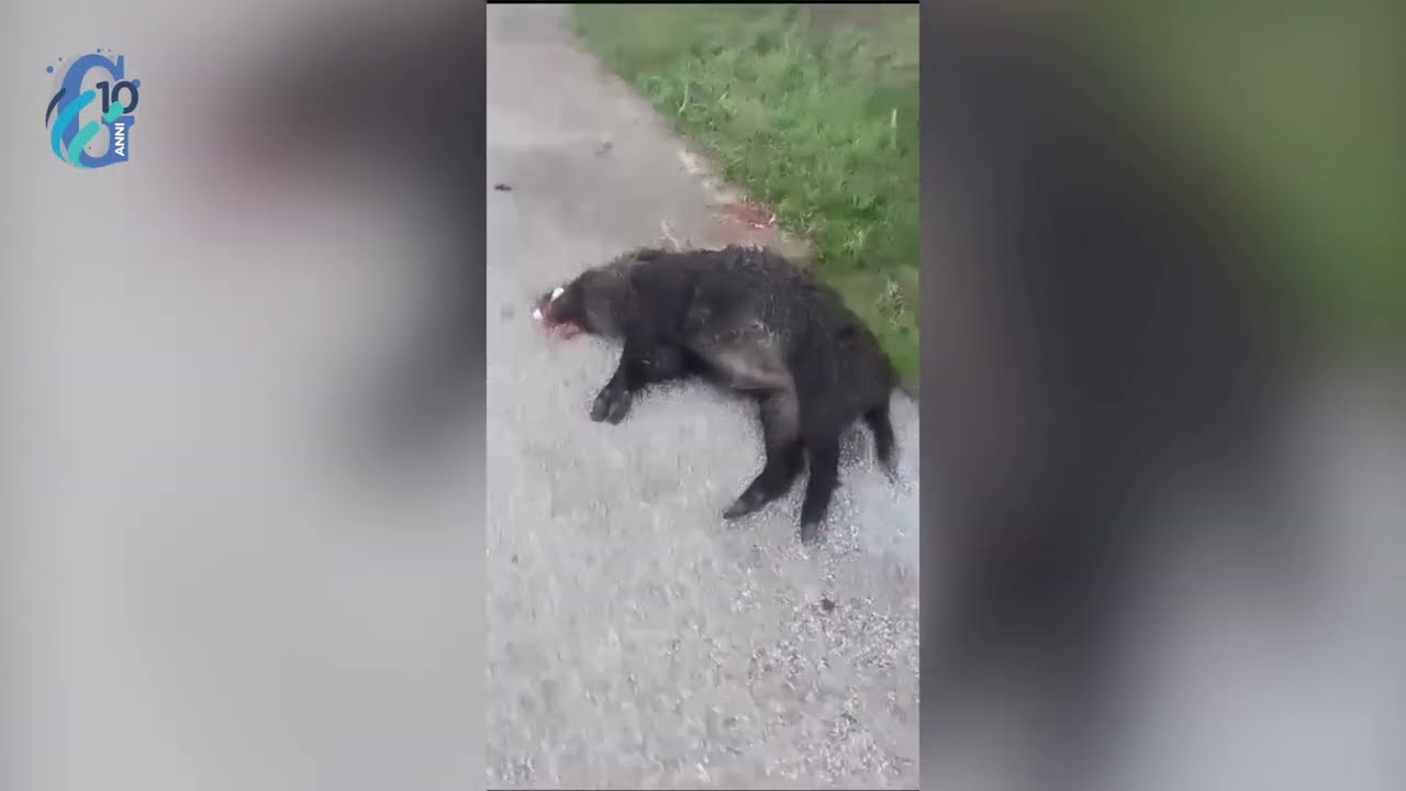 Strage di cinghiali lungo la ferrovia: il treno si scontra con un branco di animali