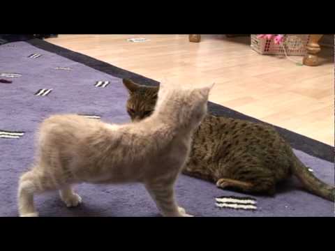 Introducing Bengal cat to a new kitten for first time