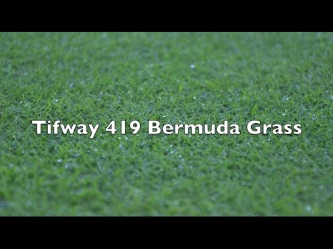 download lagu mp3 mp4 Tifway 419 Bermuda Grass, download lagu Tifway 419 Bermuda Grass gratis, unduh video klip Tifway 419 Bermuda Grass