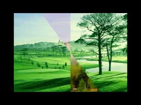 Trái thông khô - Tấn Phước