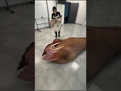 घर में इतना भयानक वालरस 😱 जीव कहा से आ गाय 😲 #ytshorts #viral #video