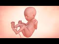 Fetal Development Week By Week Overview