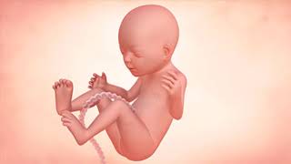 Fetal Development Week by Week Overview