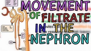 Movement of Filtrate through the Nephron Tubule