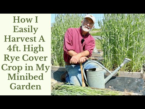 How I Easily Harvest A 4ft  High Rye Cover Crop in My Minibed Garden