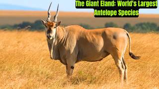 Download lagu The Giant Eland: World's Largest Antelope Species mp3