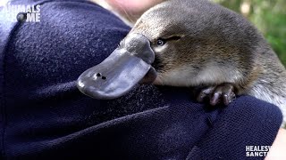 Meet Storm our new baby Platypus