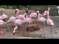 San Diego Zoo Pink Flamingo Safari Park Zoo Animals Birds Safari