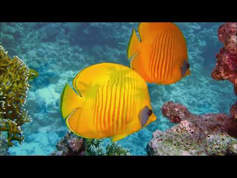 10 Grandes Orquestas    Música Maravillosa para Gente Maravillosa Grandes Orquestas Vol  10