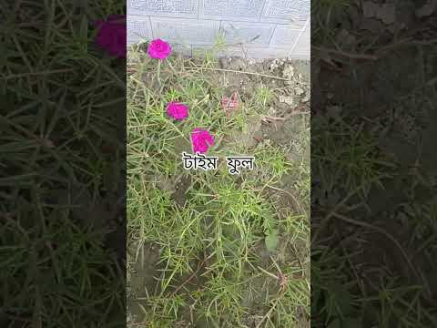 টাইম ফুল #flower