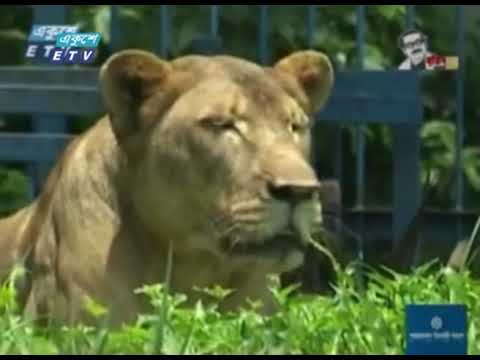 করোনার কঠিন সময়ে ভালো আছে চিড়িয়াখানার পশু-পাখিরা