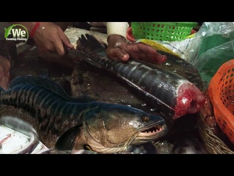 download lagu mp3 mp4 Toman Fillet, download lagu Toman Fillet gratis, unduh video klip Toman Fillet