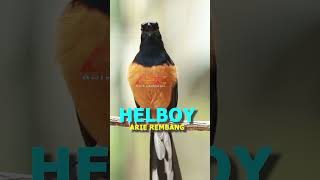 Download lagu MURAI ISIAN KENARI mp3