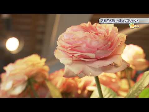 2021年2月13日(土)放送 「みやざき花いっぱいプロジェクト」