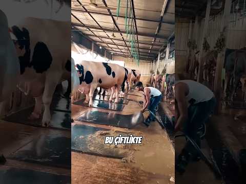 Bu Çiftlikte Hayvanlar Betona Basmıyor! Sebebi İneklerin Sağlığı