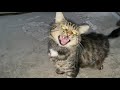Cute Tabby Cat Really Wants To Eat Gray Hungry Cat Asks For Food