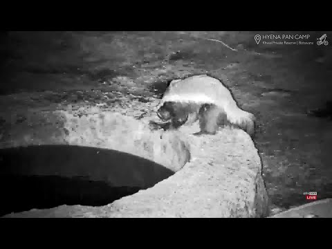 Honey Badger drinking riskily. Hyena Pan Botswana: Oct 27 2024, 11:40 PM CAT, africam.com