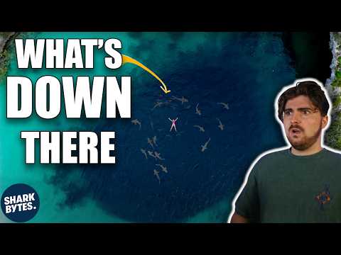 Why Sharks Are Obsessed with Blue Holes