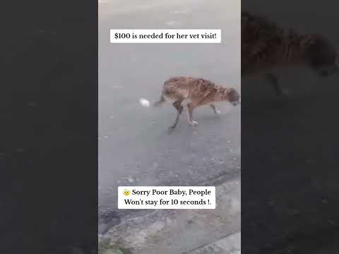 For any help consider donating link in bio to save a stray life in Los Angeles#usashorts#save