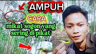 Download lagu CAR MEMIKAT SOGON‼️sogon sering di pikat pasti langsung poin😁 mp3 Download lagu CAR MEMIKAT SOGON‼️sogon sering di pikat pasti langsung poin😁 mp3