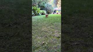 Video preview image #1 Golden Retriever Puppy For Sale in Marina Del Rey, CA, USA