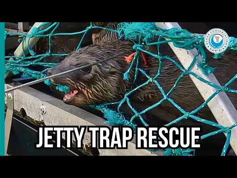 Seals Trapped Under Jetty