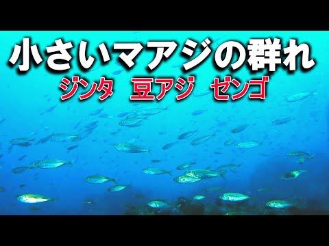 マアジの子供（豆アジ・ジンタ）