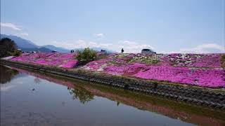 4月 10日, 2020年芝桜