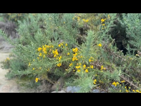 Sin Retamo! Qué hacer ante la invasión de retamo espinoso en Murillo, Tolima.