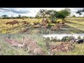 How LIONS Go From PEACE To WAR