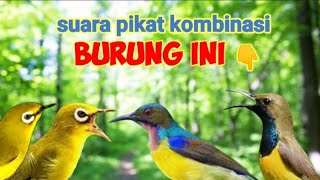 Download lagu Suara Pikat Kombinasi Sogon Ribut,Pleci ribut,dan Kolibri Manggar mp3 Download lagu Suara Pikat Kombinasi Sogon Ribut,Pleci ribut,dan Kolibri Manggar mp3