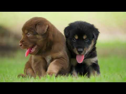 animals video jungle