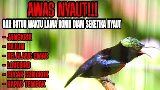 Download lagu PANCINGAN KONIN GACOR FULL NEMBAK MATERI TONJOLAN MEWAH AMPUH BUAT MASTERAN KOLIBRI NINJA mp3 Download lagu PANCINGAN KONIN GACOR FULL NEMBAK MATERI TONJOLAN MEWAH AMPUH BUAT MASTERAN KOLIBRI NINJA mp3