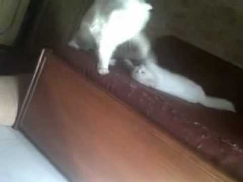 cats funny