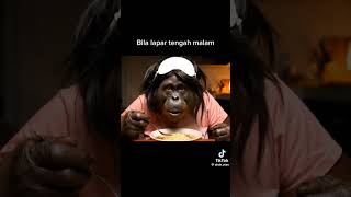 Download lagu credit @akakhutan #comedy #viralvideo #aivideo #animals #lawak #orangutan #ai #wildanimals mp3