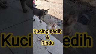 Download lagu kucing rindu dan sedih #kucing #kucinglucu #cat #sedih #viral #aiandcats mp3 Download lagu kucing rindu dan sedih #kucing #kucinglucu #cat #sedih #viral #aiandcats mp3