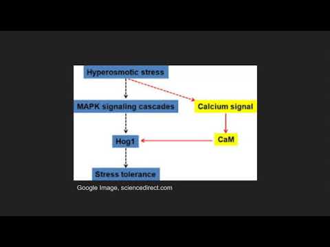 Osmotic Response in Yeast: HOG1 Pathway GN.312 Final Project