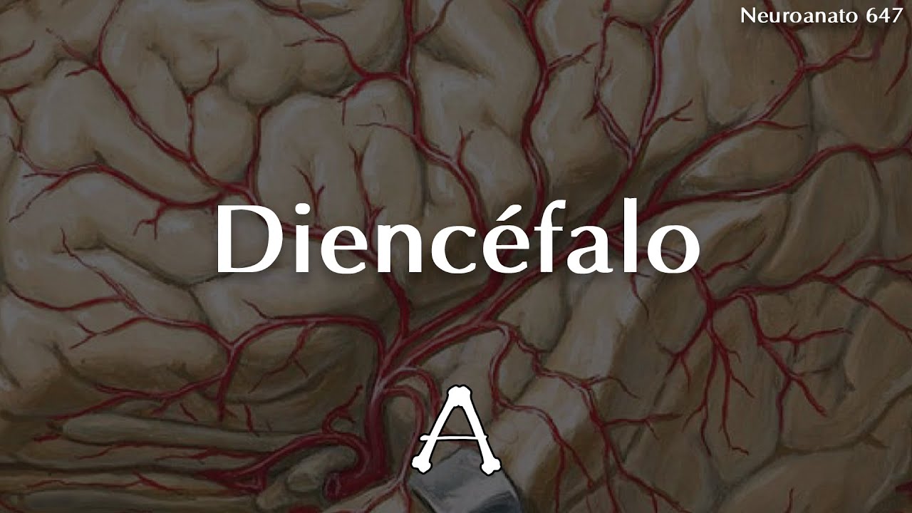 #Neuroanato647 | Diencéfalo