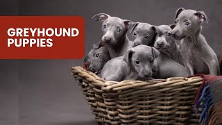 Where to Find Greyhound Puppies for Sale